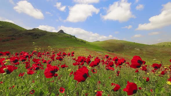 Timelapse Poppy Field And Green Panorama With Couple Hiking