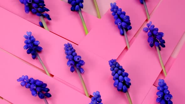 Muscari  flowers background.grape hyacinths.Floral background in pink and lilac colors.