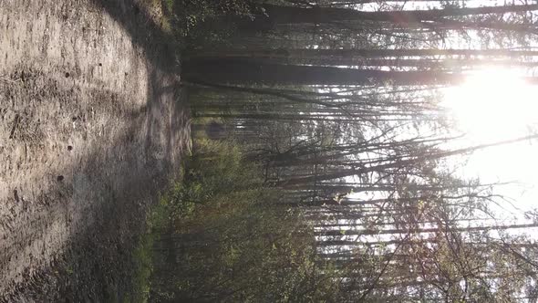 Vertical Video of a Road in the Forest