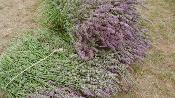 Green Bouquets with Lavender on the Field