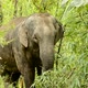 asia elephant in tropical forest - VideoHive Item for Sale