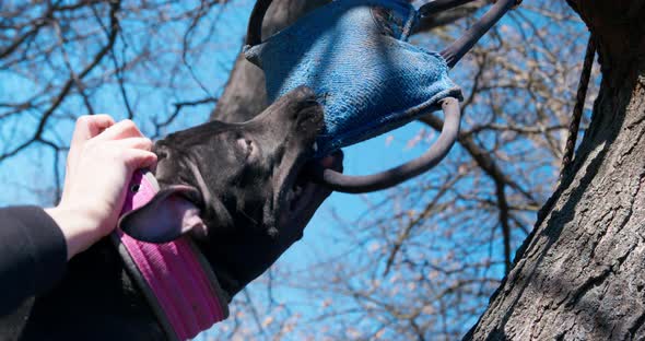 American Pit Bull Terrier Has Clung to Tug Toy and is Shaking It