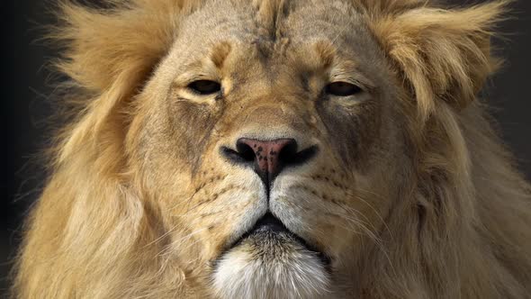 Tight shot of adult male lions face