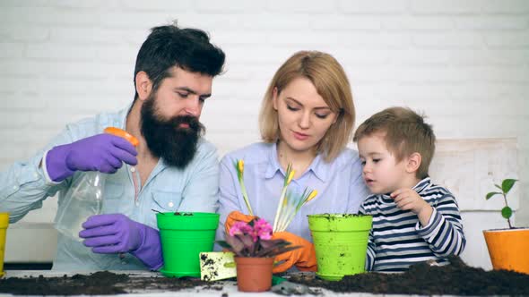 Mother, Father and Little Boy Planted and Watered the Summer Flowers in Pots. Concept of Family