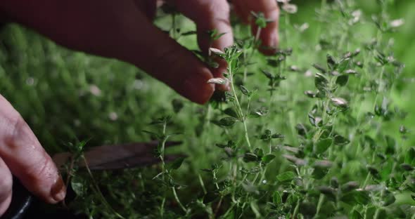 Thyme is Cutted with Scissors Right From the Seedbed Where It Was Grown Vertical Farming Herbs and