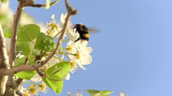 Silhouette of a honey bee collecting pollen and disappearing from the shot in slowmotion. Pro Res