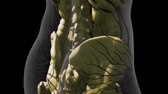 Science Anatomy of Human Blood Vessels alt