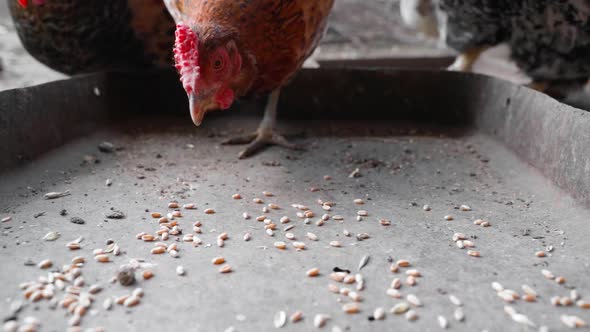 Brown Chicken Pecks Wheat From the Feeder Closeup in Slow Motion