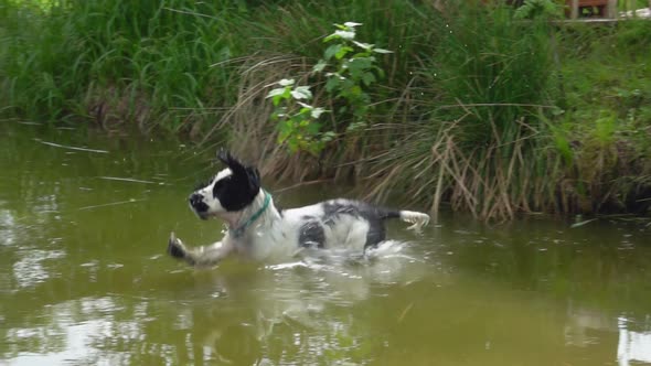 Happy Black and White English Cocker Spaniel Is Jumping Into the Pond