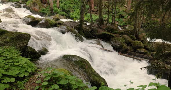 Mountain River in the wood. Beautiful wildlife landscape.