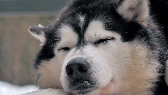 A Sleepy Husky in the Kennel Enjoying Snowy Weather