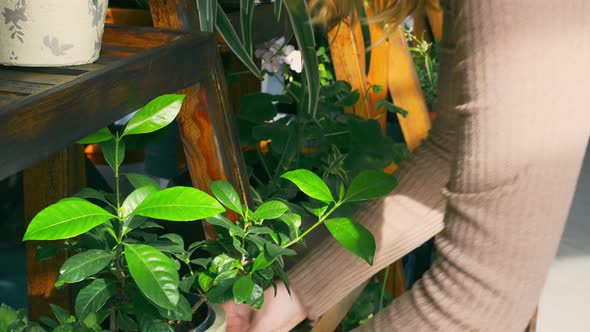 A Florist Woman Picks Up a Flower Pot with a Green Flower From a Wooden Shelf and Takes It Away for