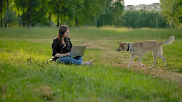 A Purebred Dog in the Park Comes To His Mistress, Sitting with a Laptop on Her Knees.