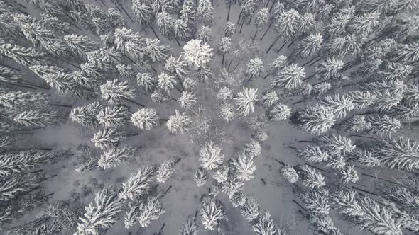 Top down aerial view of falling snow on evergreen pine forest during heavy snowfall