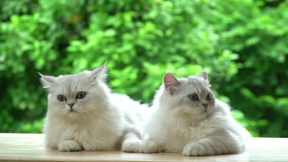 Cute Persian Cats Lying On Table