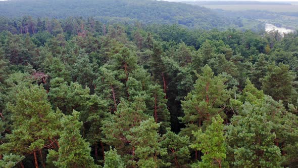 Green trees from above. Aerial forest view on top of trees