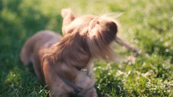 Adorable Funny Longhair Dog Chihuahua Playing with a Stick in Park 