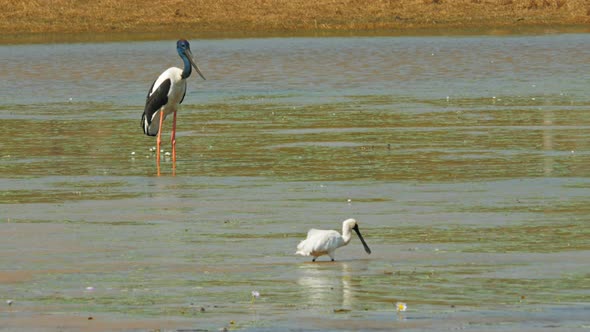 black-necked stork and royal spoombill wade for food at bird billabong