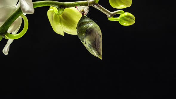 Morpho Butterflies Are Born From Pupa To Imago, Time Lapse,  Video, on Black Background