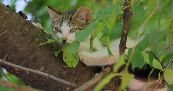 Stray Kitten on a Tree Branch