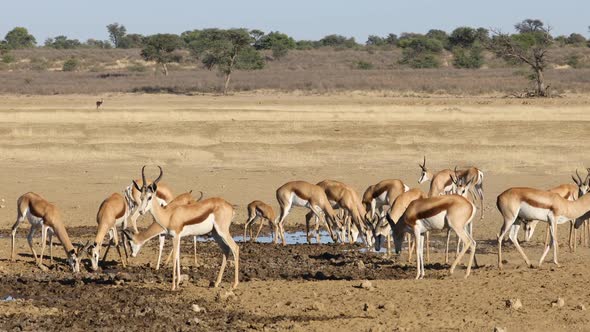 Springbok Antelopes At A Waterhole