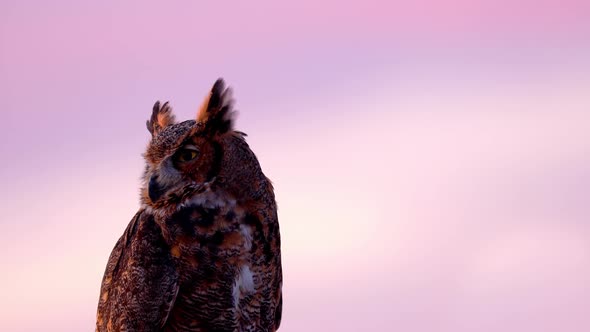 Portrait of a perched Great Horned Owl