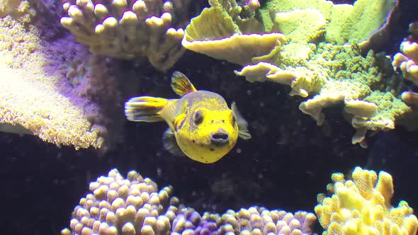 Blackspotted Puffer Fish or Dogfaced Puffer