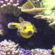 Blackspotted Puffer Fish or Dogfaced Puffer - VideoHive Item for Sale