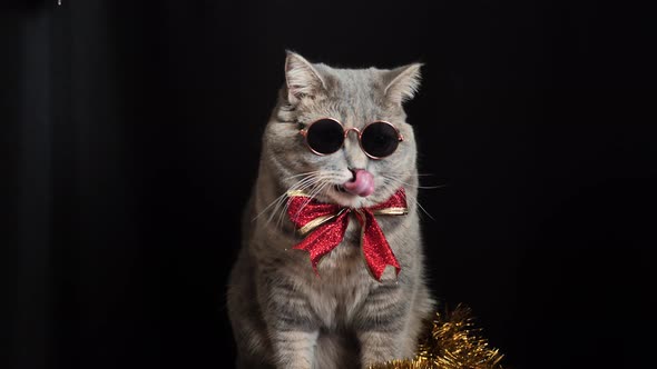 The cat celebrates a New Year 2022 with glasses