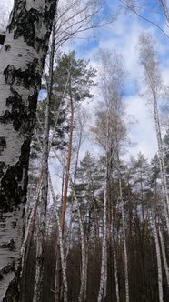 Vertical Video of the Birch Forest with Birches in the Afternoon