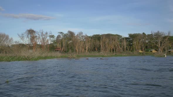 Hippos wallowing in Lake Naivasha