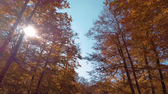 Autumn in Aspromonte Mountains