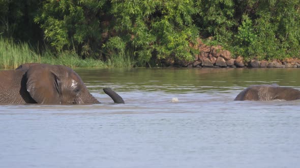 Elephants fighting in a lake at Pilanesberg