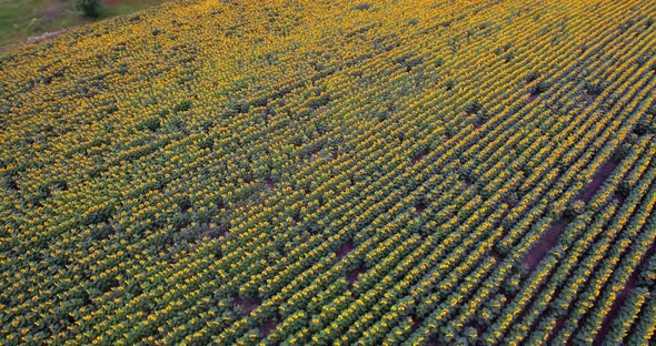 Aerial View Agriculture Field with Blooming Sunflowers