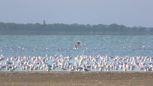 Birds Sit on the Lake and Then Take Off