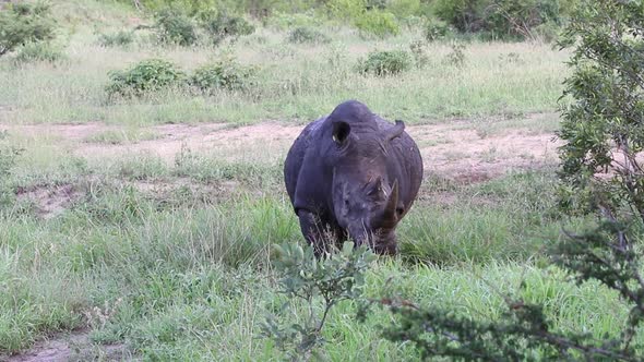 White rhinoceros standing amdst the grass Sabi Sands Game Reserve in South Africa