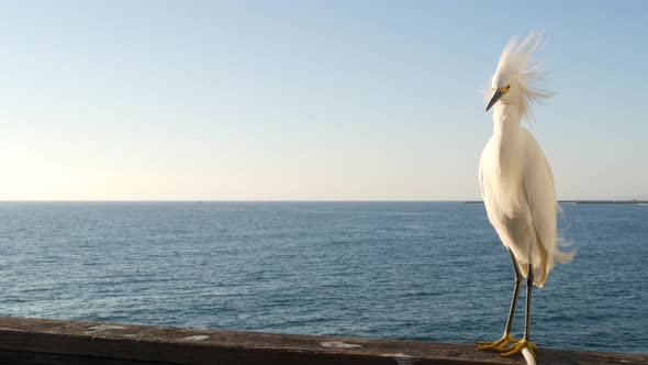 White Snowy Egret on Pier Railings California USA