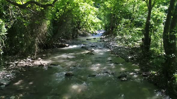 Trees and stream.