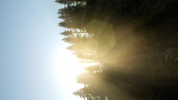 Sun Beams Through Trees