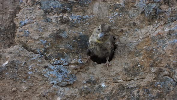 Small Gray Brown Bird and Little Birdhouse Nest in The Hole of The Rock Wall