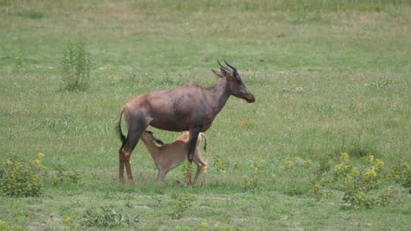 Common tsessebe mother feeding her young