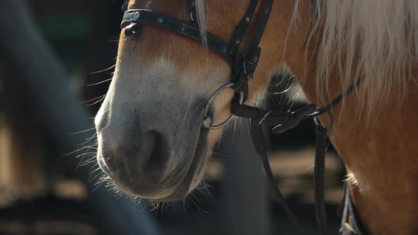 Close Up Horse with Bridle Outdoors