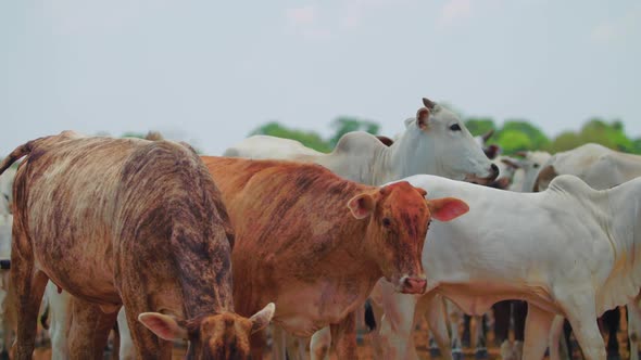 Slow motion shot of a herd of cattle looking at the camera