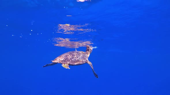 Turtle Swim up for Breathing