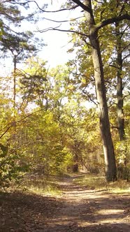 Vertical Video Trees in the Autumn Forest in the Afternoon