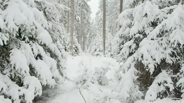 Trees covered in snow in the Snowy Winter forest. Tracking gimbal