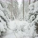 Trees covered in snow in the Snowy Winter forest. Tracking gimbal - VideoHive Item for Sale