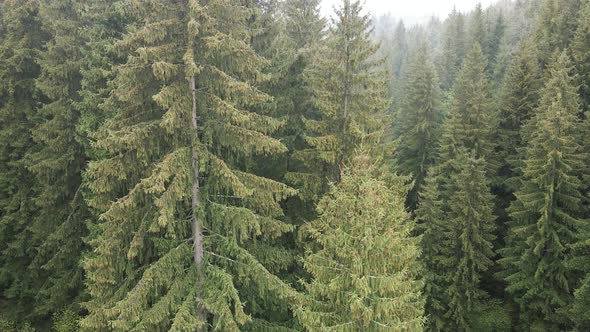 Ukraine, Carpathian Mountains: Spruce in the Forest. Aerial.