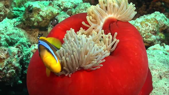 Red Sea Clownfish (Amphiprion bicinctus) close up in bright red sea anemone