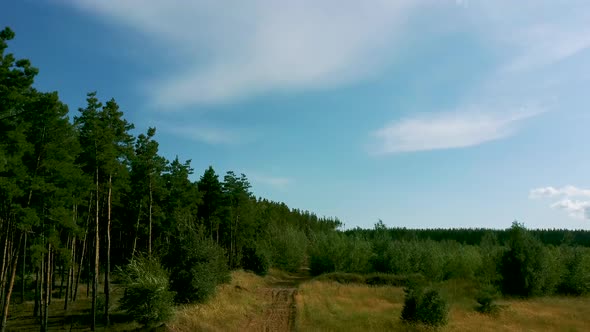 Green Trees Swaying, Moving and Shaking in Wind During Windy Weather on a Sunny Summer Day